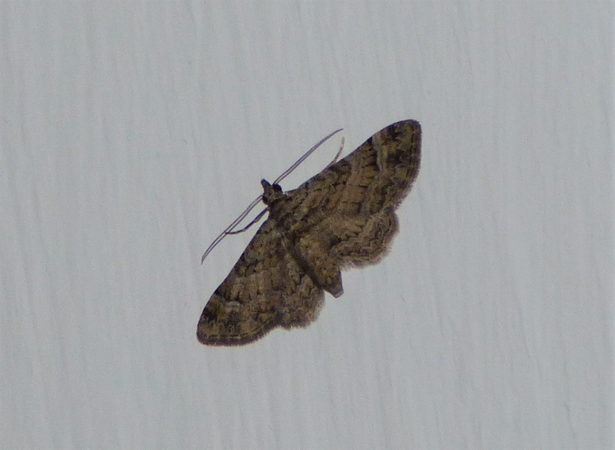 Gymnoscelis rufifasciata (Geometridae)